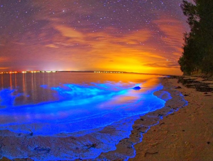 Top Bioluminescent Beaches In The World