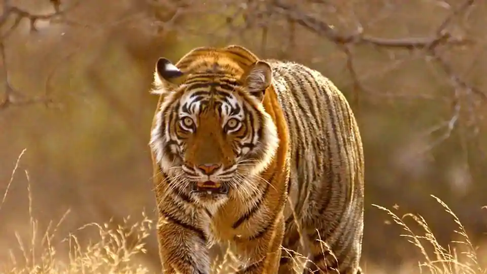 hindustantimes.com