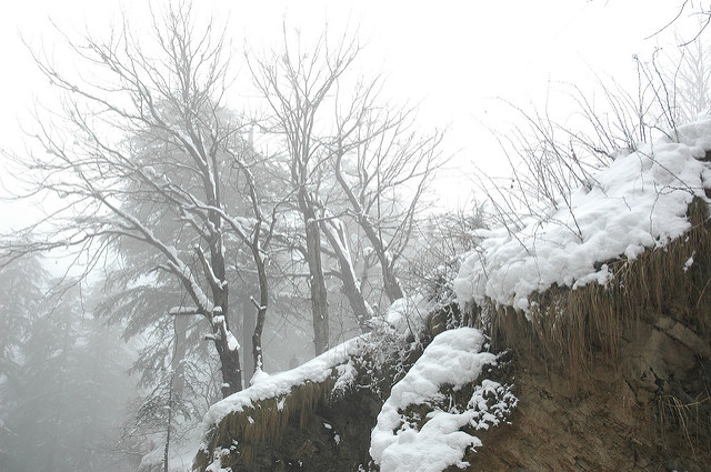 shimla