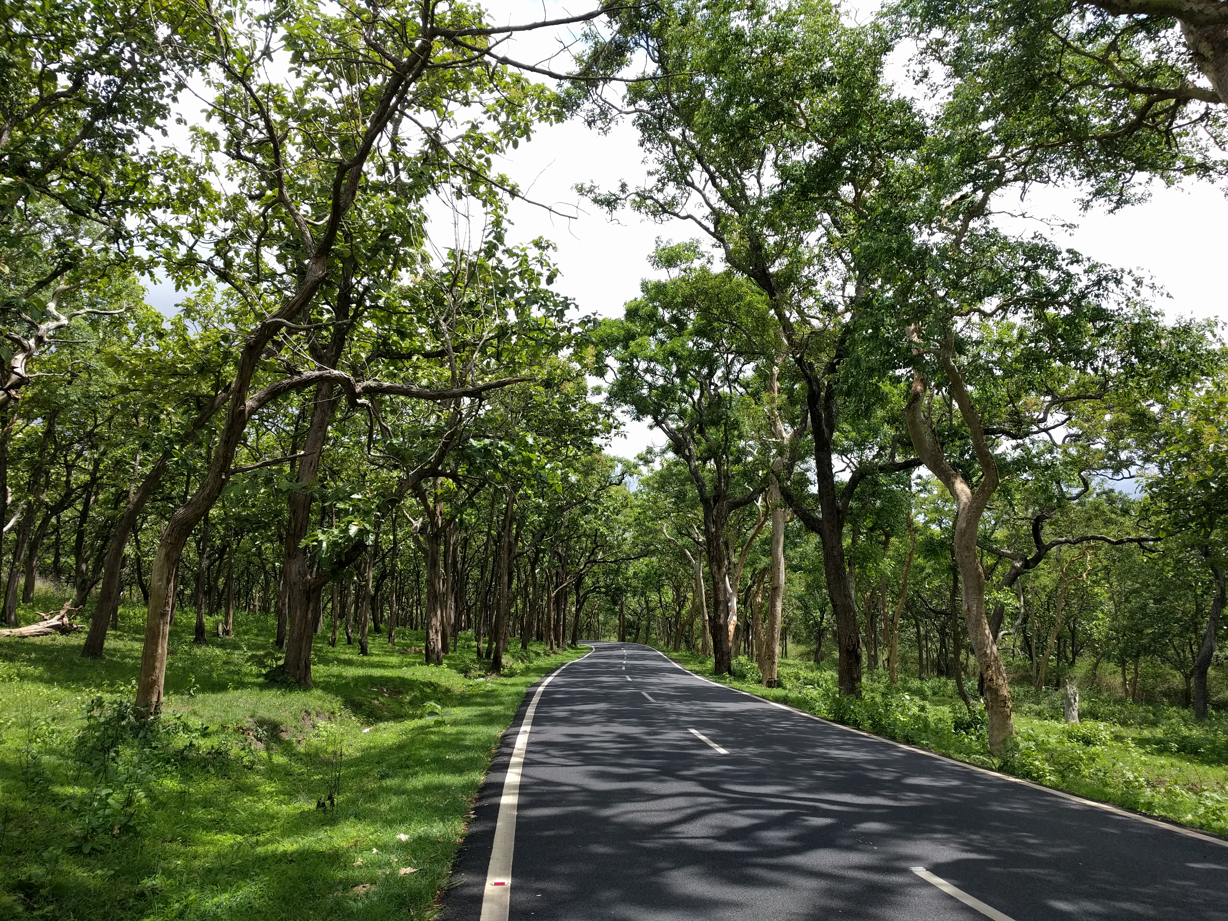 Park road. Национальный парк Бандипур Индия. Парк роуд. Национальный парк Кагуанес. Вонский парк дорога.