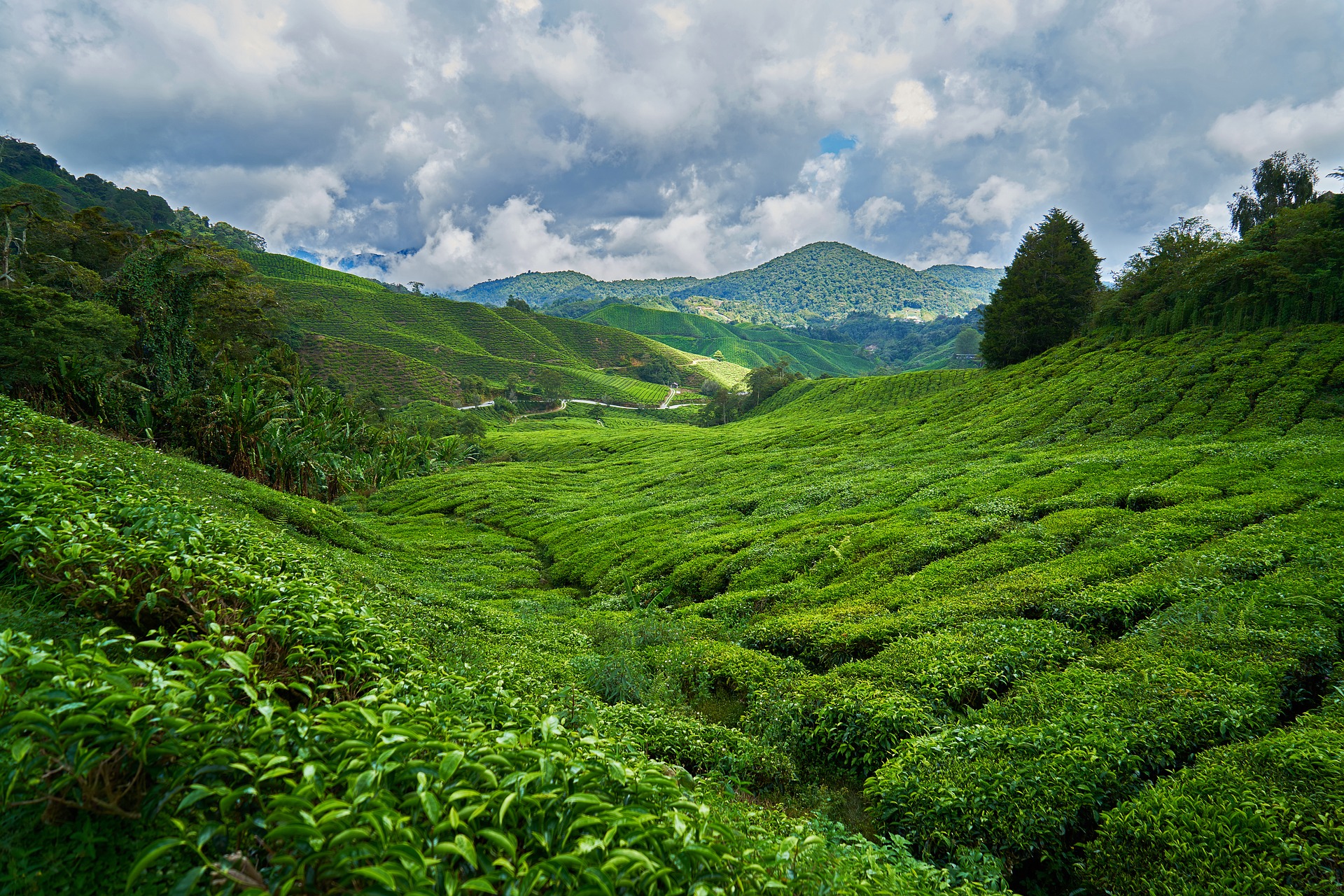 Tea Plantation in Asaam