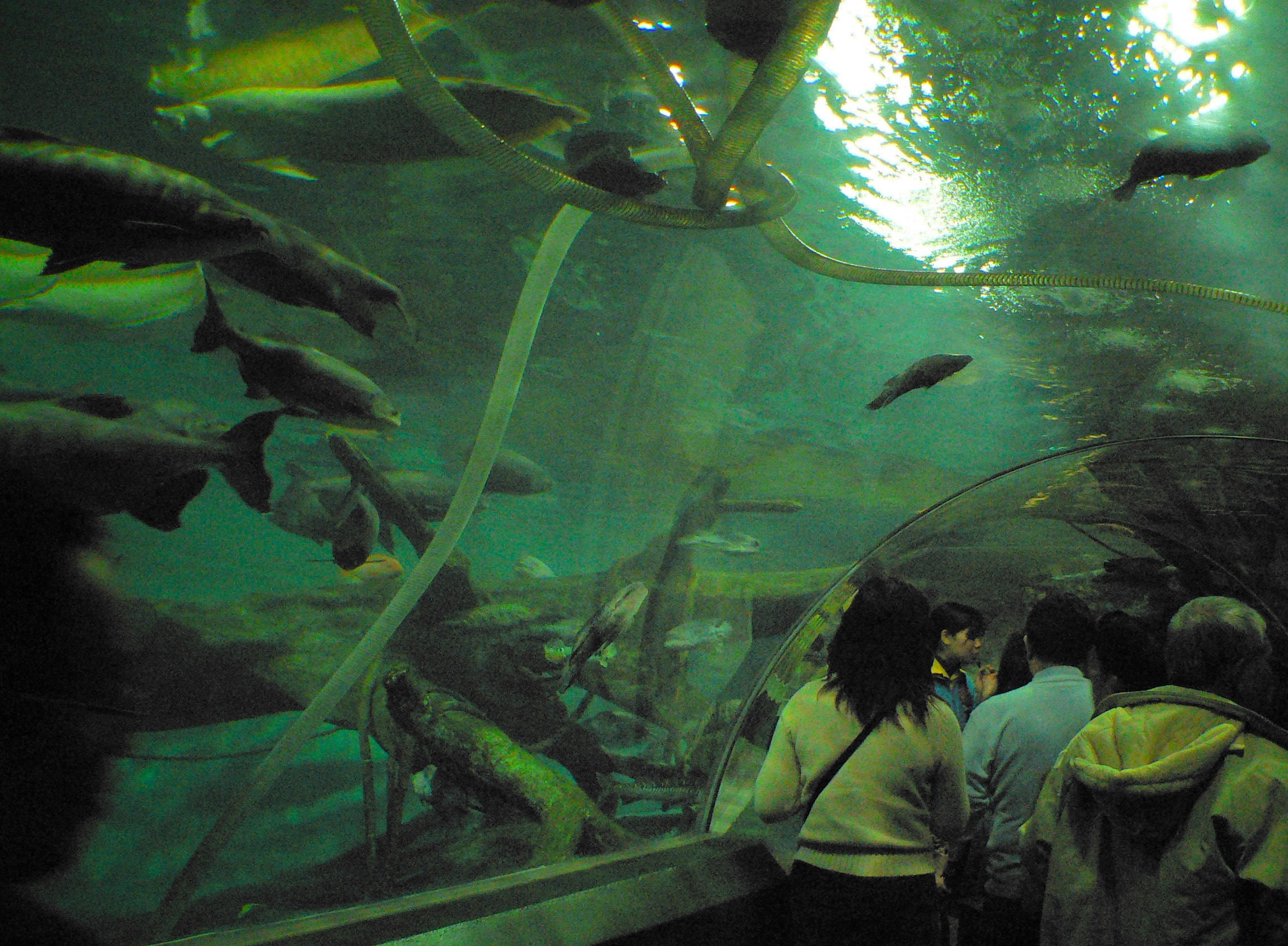 Top 15 Largest Aquariums In The World- 2019 - Shanghai Ocean Aquarium