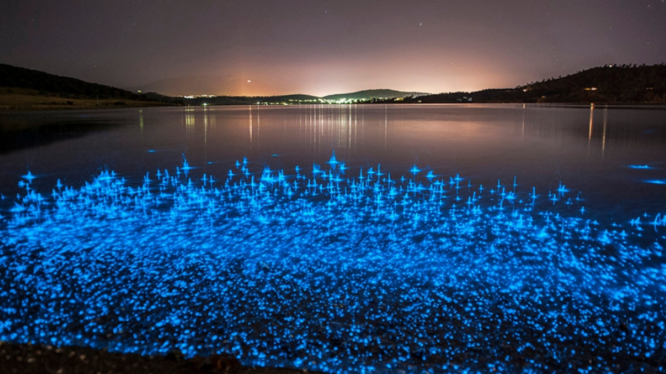 Top 15 Bioluminescent Beaches in the World