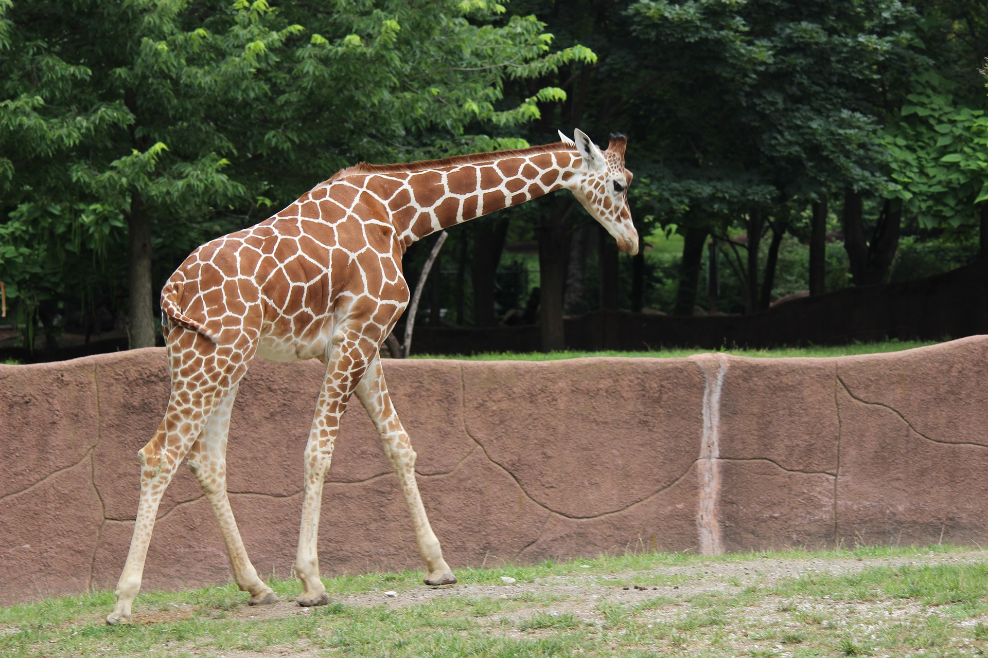 henry doorly zoo stuffed animals