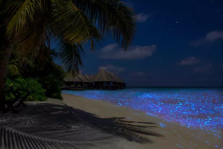 Top 15 Bioluminescent Beaches In The World