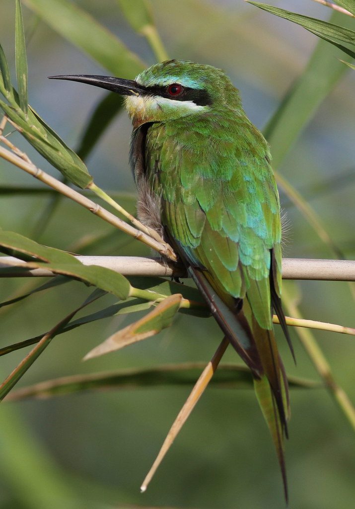 Blue-cheeked bee-eater