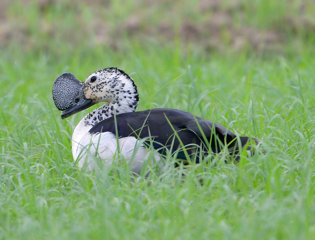 Comb Duck