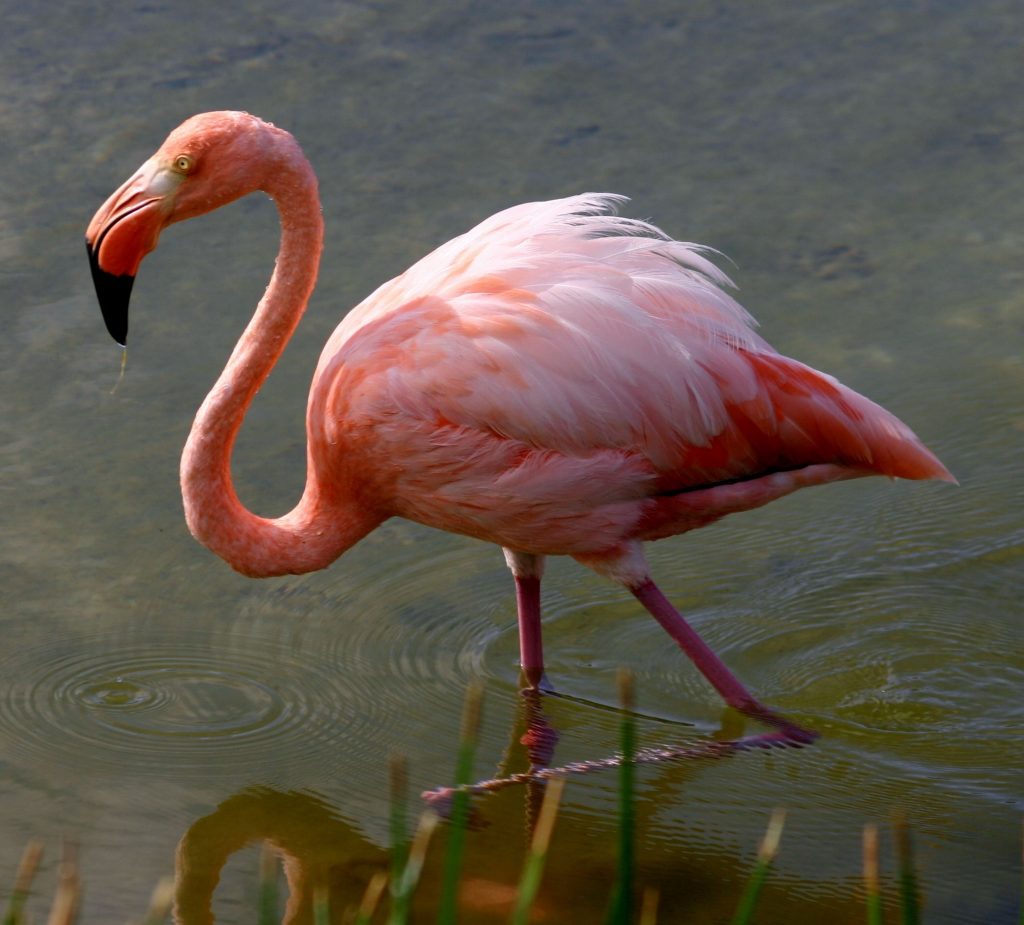 Greater Flamingo