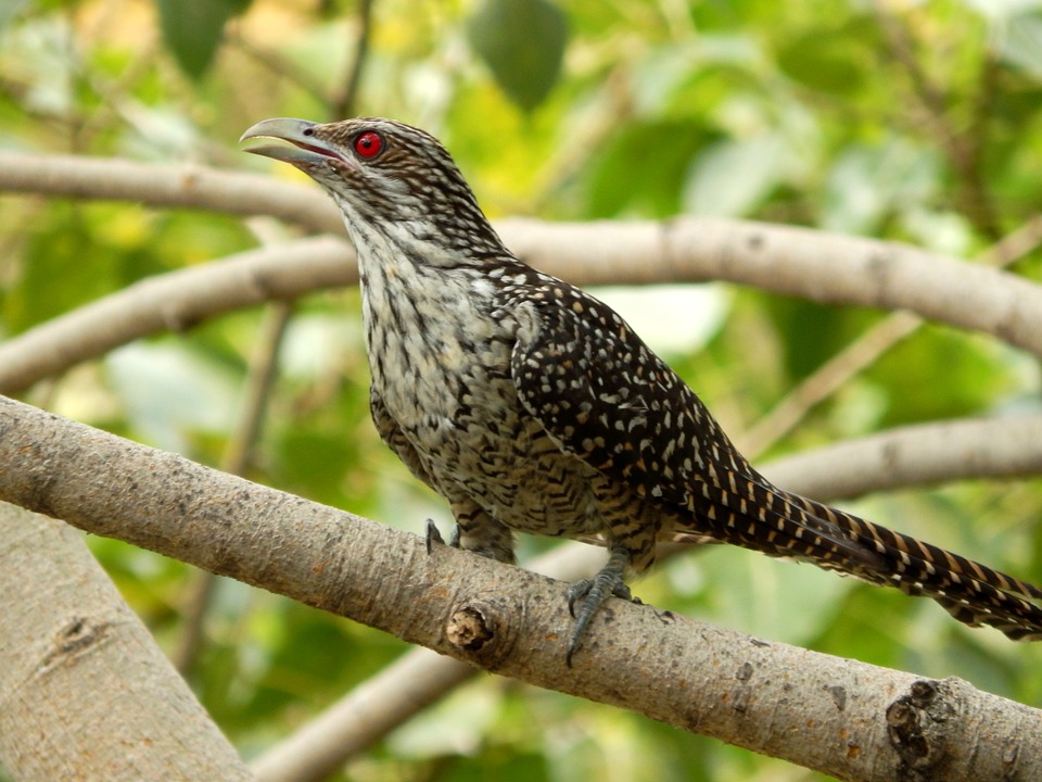 Asian Koel