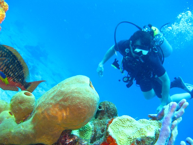 Tobermory Scuba diving