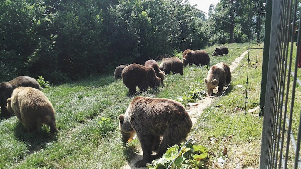 Adopting a bear at Liberty Bear Sanctuary