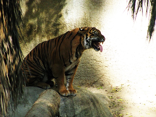 Visit LA zoo
