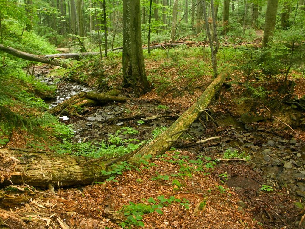 Stroll in the natural beauty of Strambu-Baiut’s virgin forest
