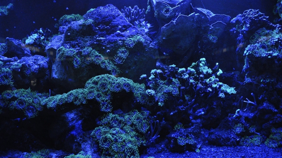 Artificial Off Shore Coral Reef