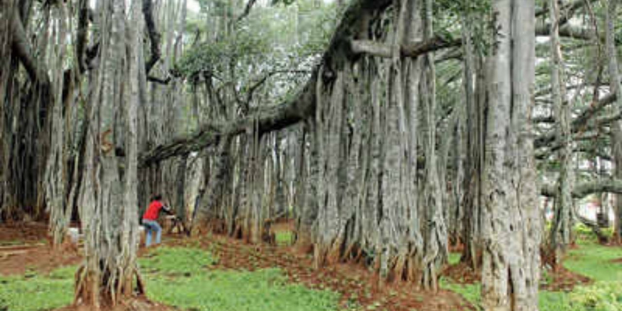 Big Banyan Tree; Places to visit in Bangalore