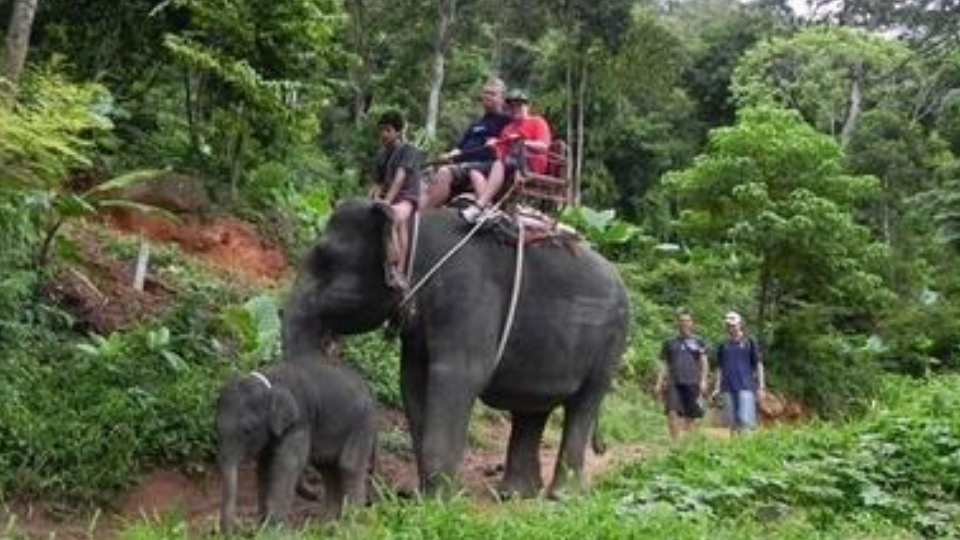 Elephant Rides; Places to visit in Goa